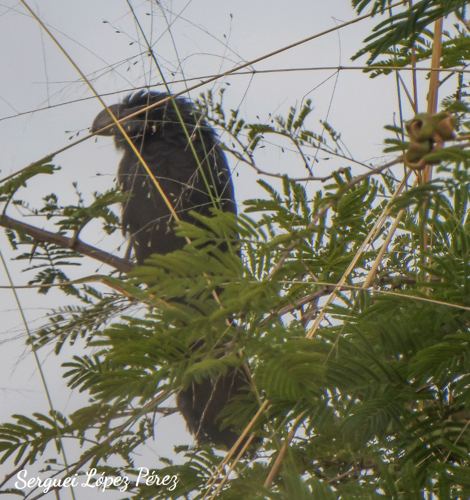 Smooth-billed Ani - ML647637559