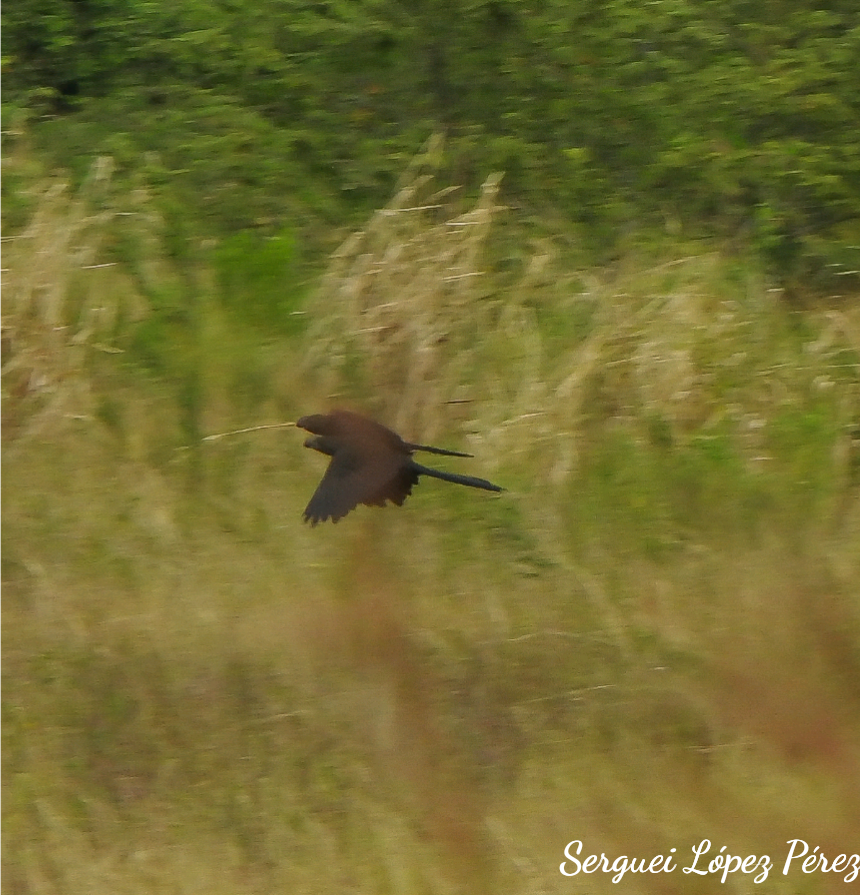 Smooth-billed Ani - ML647637564