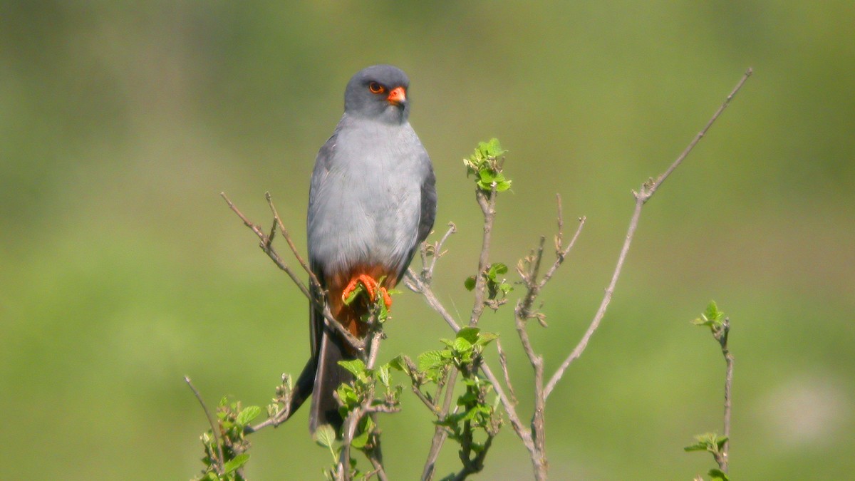 Belatz hankagorria - ML647637565