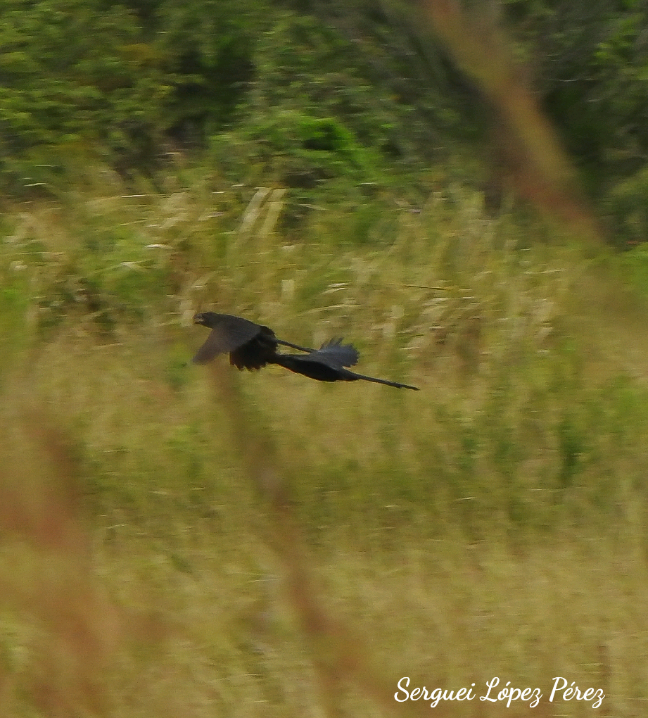 Smooth-billed Ani - ML647637575