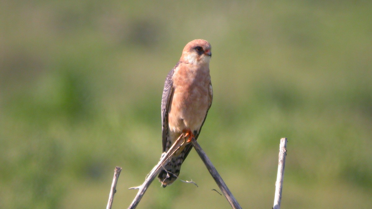 Belatz hankagorria - ML647637584