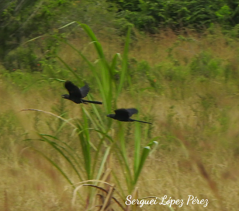Smooth-billed Ani - ML647637587
