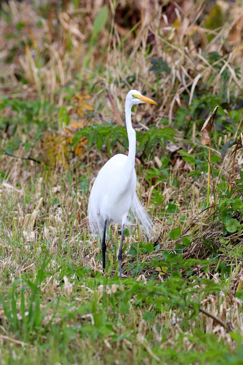 Koartza zuria - ML647637599