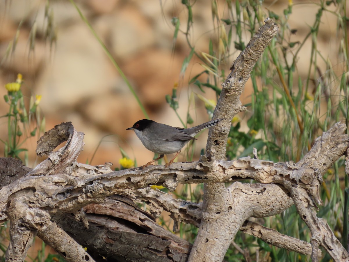 Sardinian Warbler - ML647637601