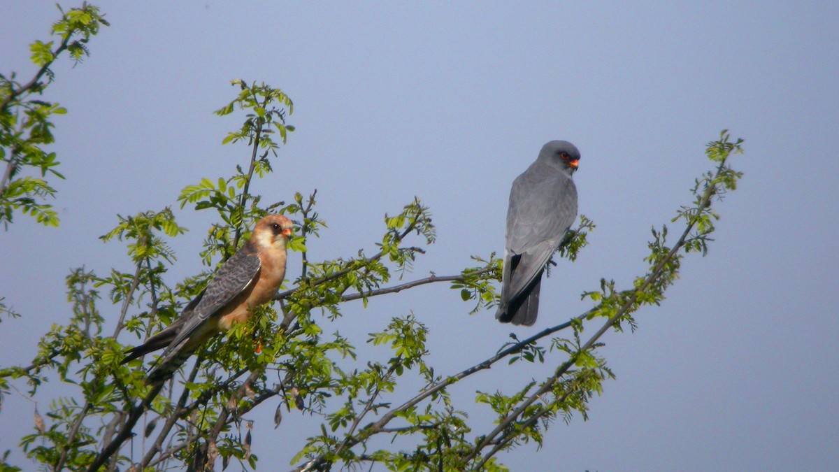 Belatz hankagorria - ML647637602