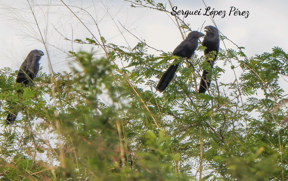 Smooth-billed Ani - ML647637604