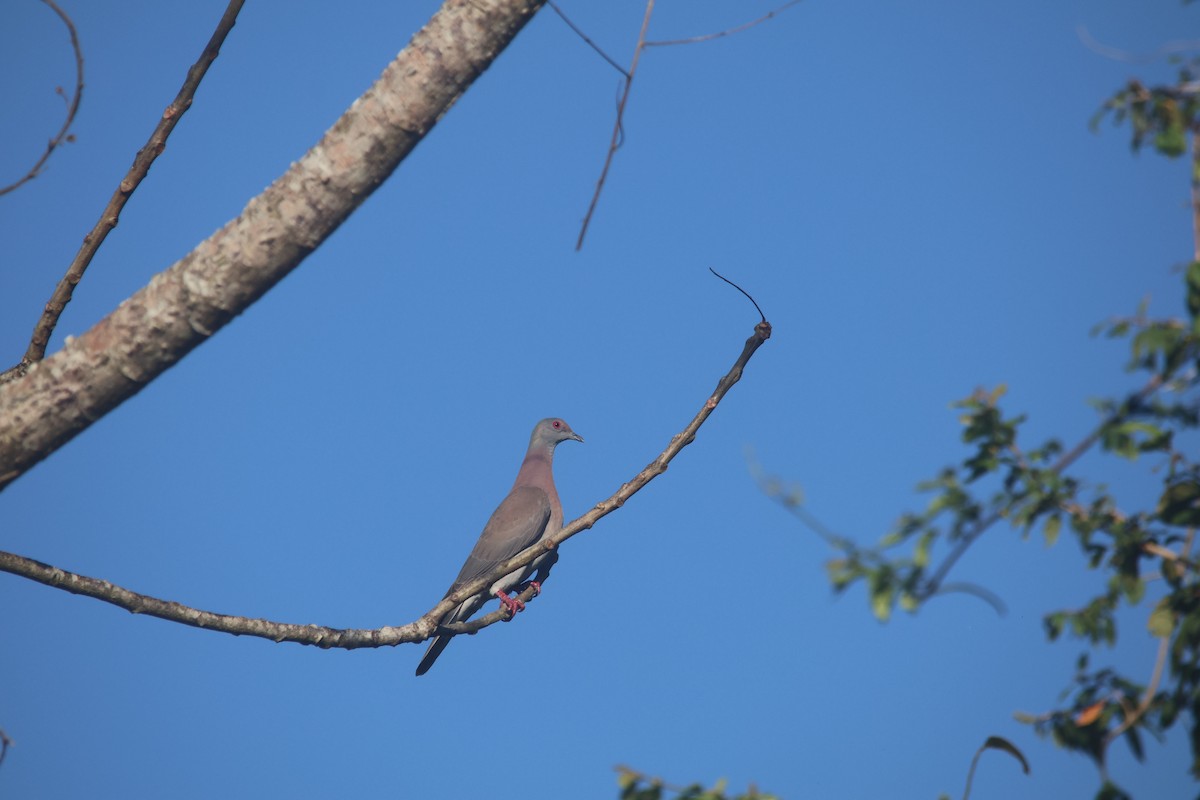 Paloma Colorada - ML647637605