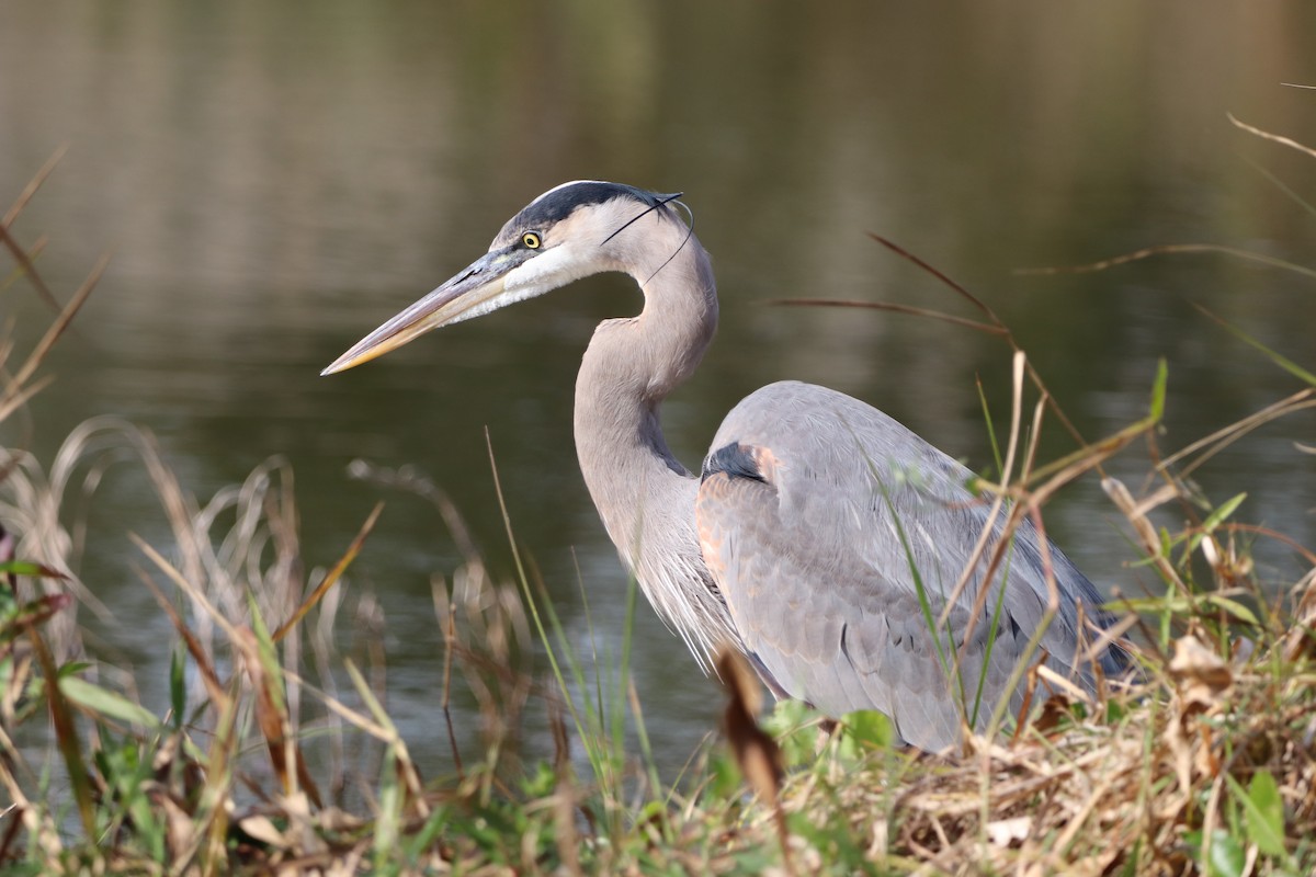 Great Blue Heron - ML647637614