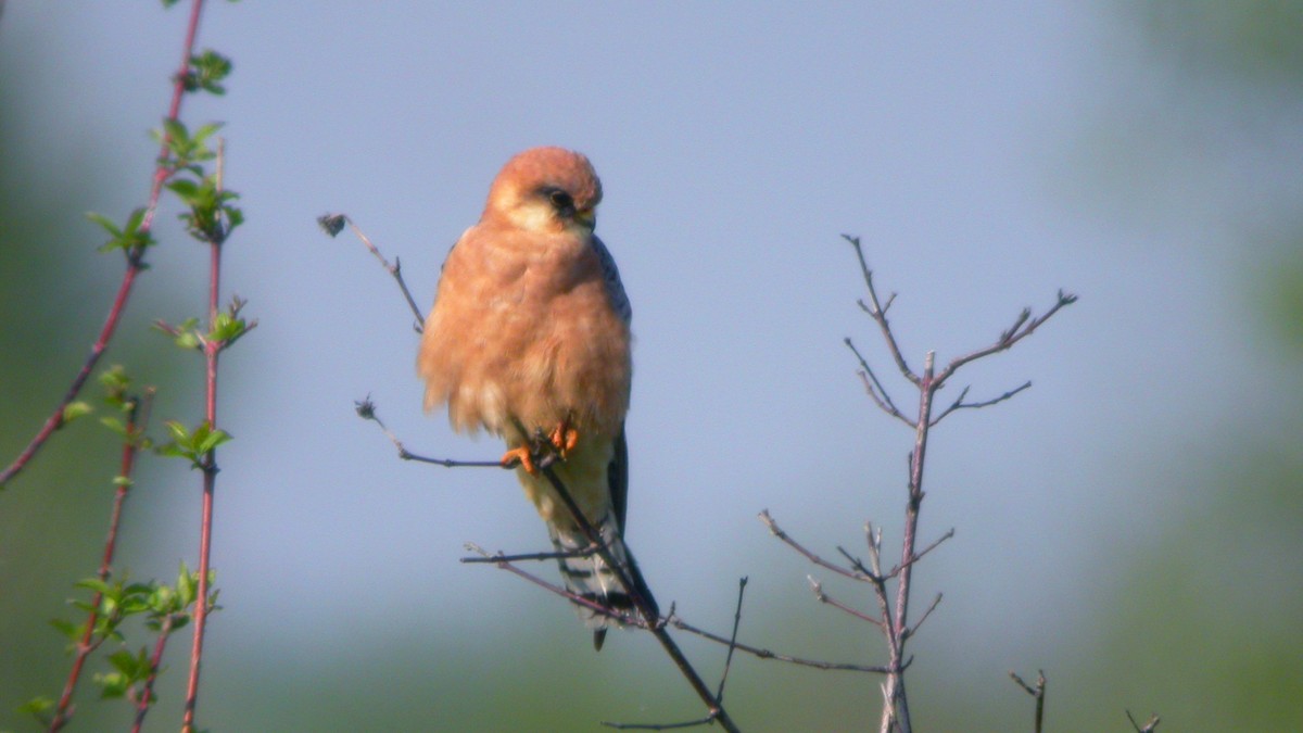 Belatz hankagorria - ML647637675