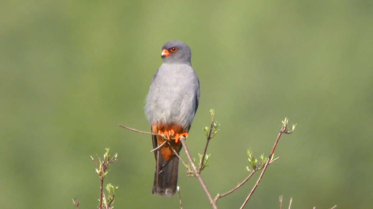 Belatz hankagorria - ML647637677