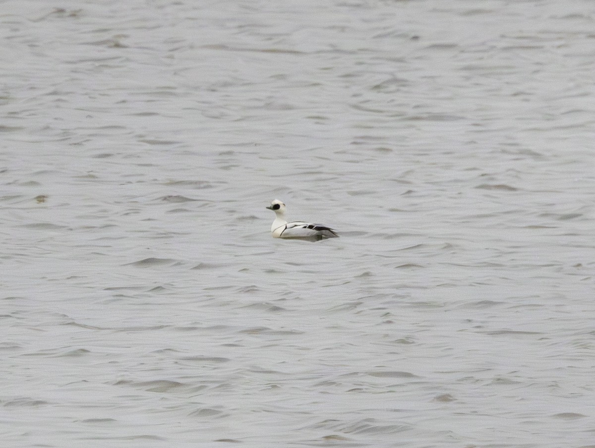 מרגון גמדי - ML647637681