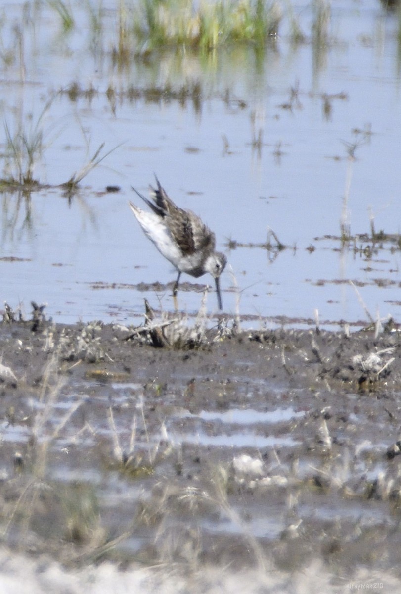 Wilson's Phalarope - ML647637689