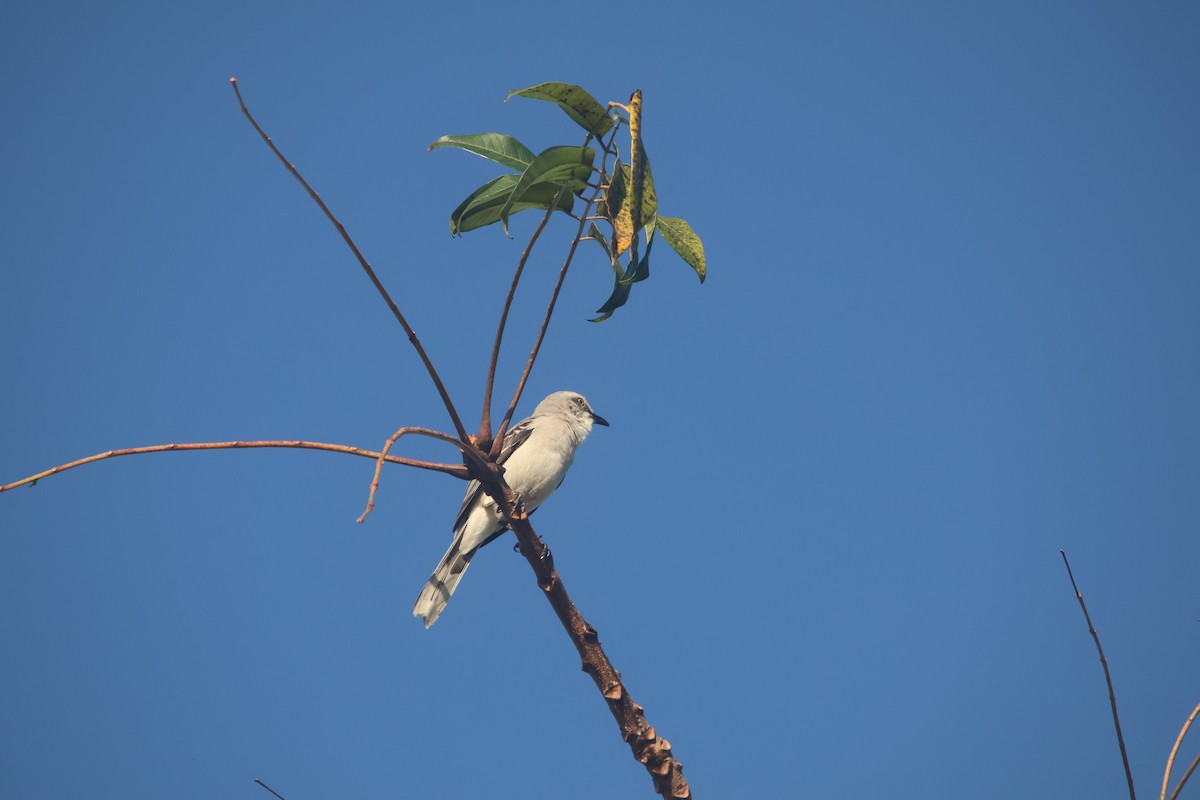 Tropikal Taklitçi - ML647637697