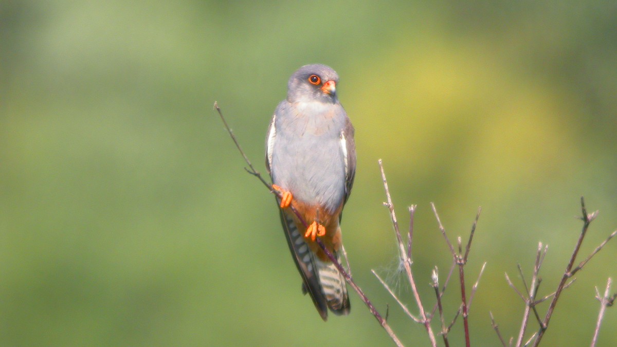 Belatz hankagorria - ML647637699