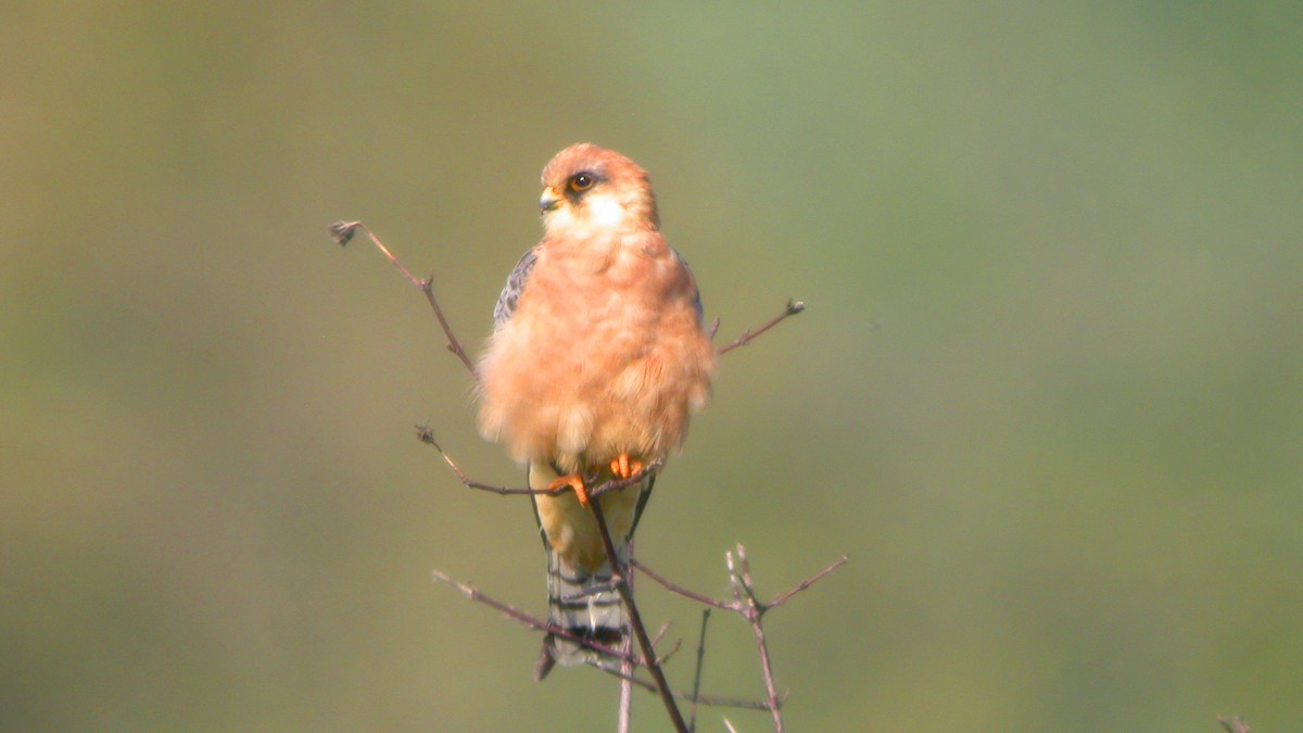 Belatz hankagorria - ML647637707