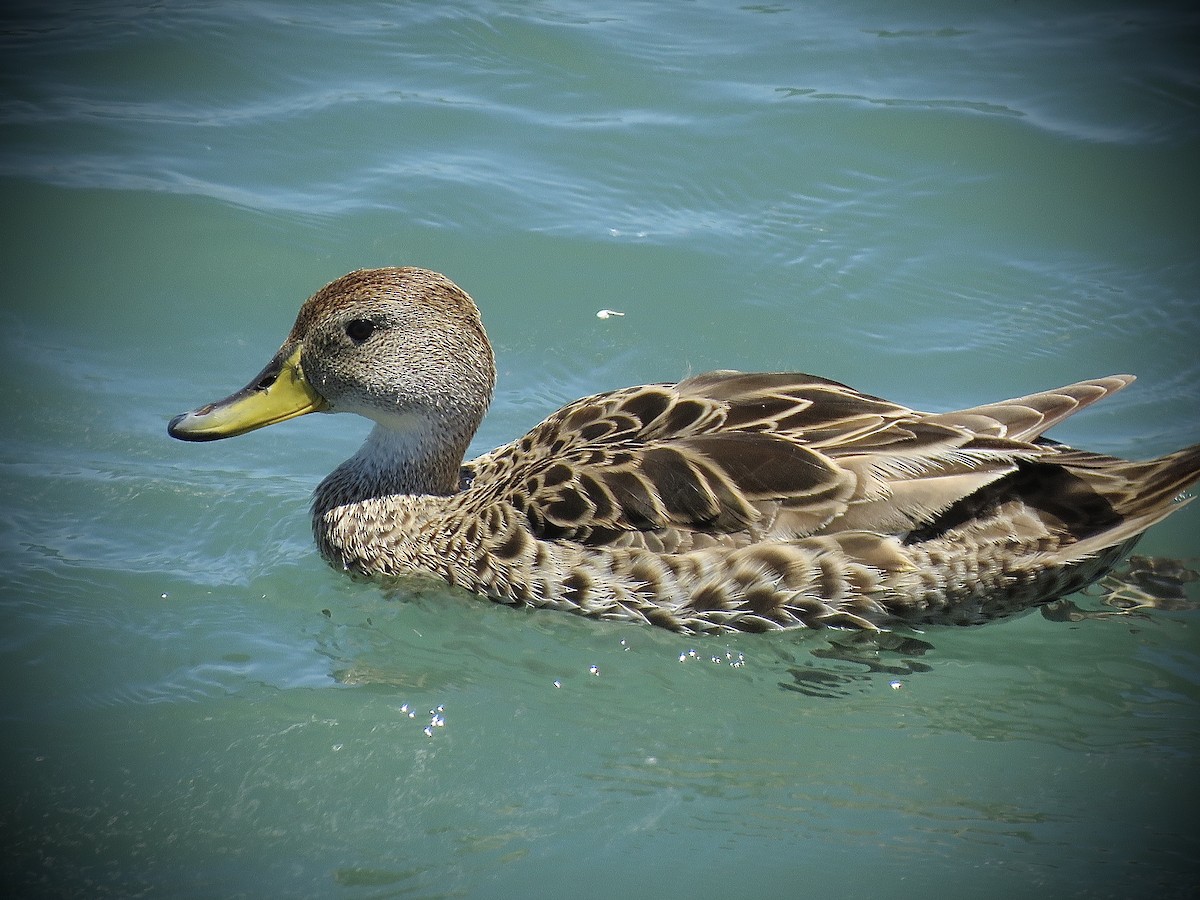 Шилохвіст жовтодзьобий - ML647637715