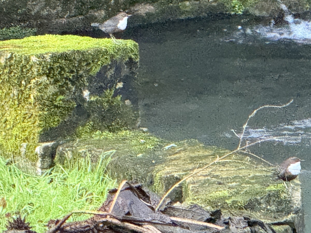 Пронурок біловолий - ML647637717