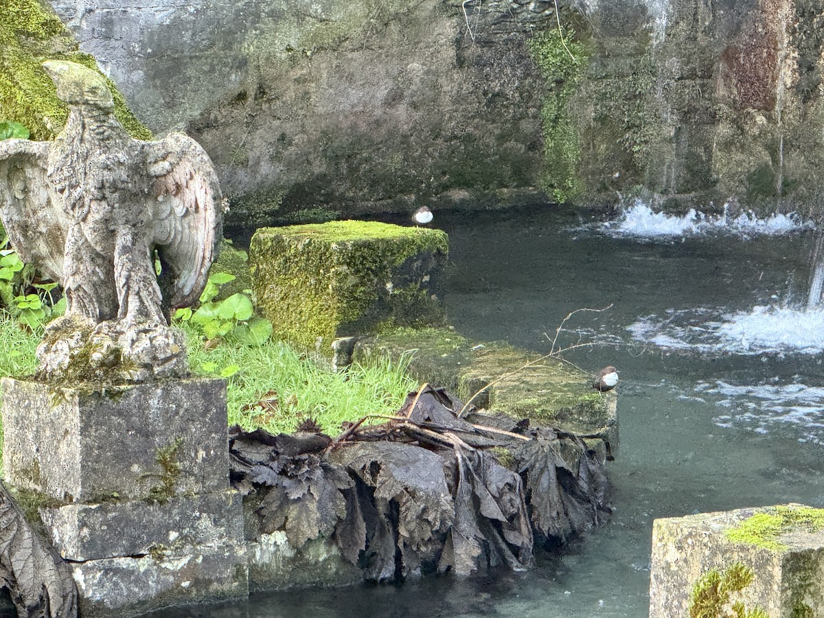 Пронурок біловолий - ML647637718