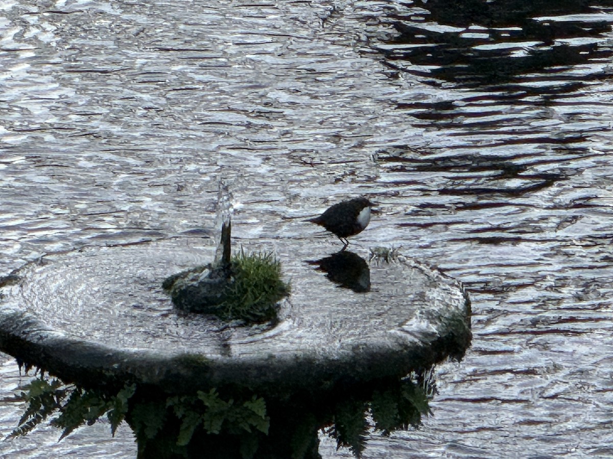 Пронурок біловолий - ML647637719