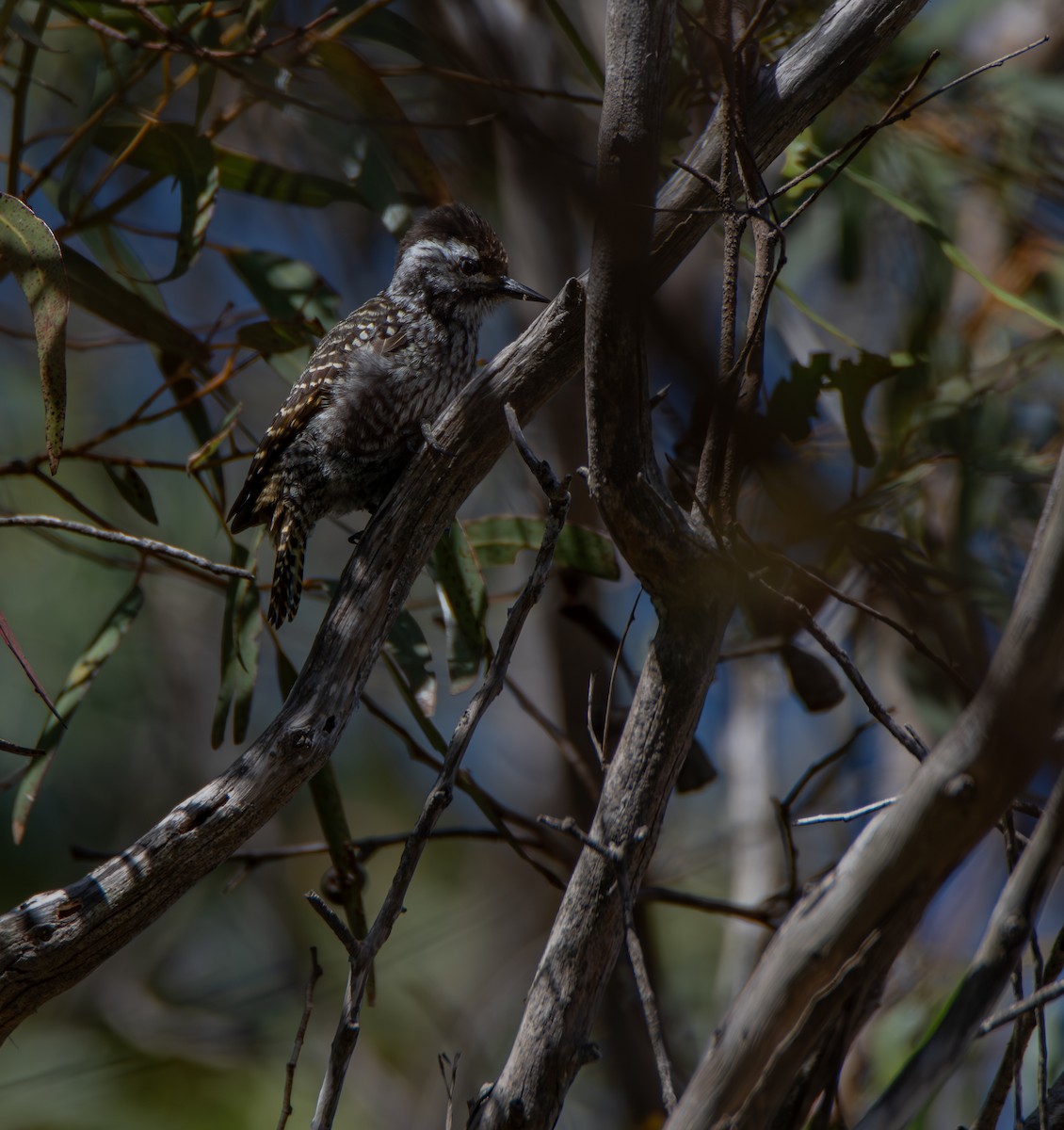 Cardinal Woodpecker - ML647637739
