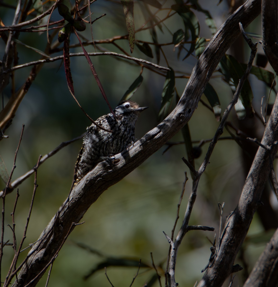 Cardinal Woodpecker - ML647637742