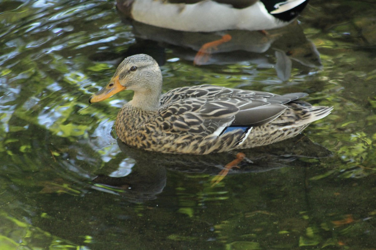 Mallard - ML647637751