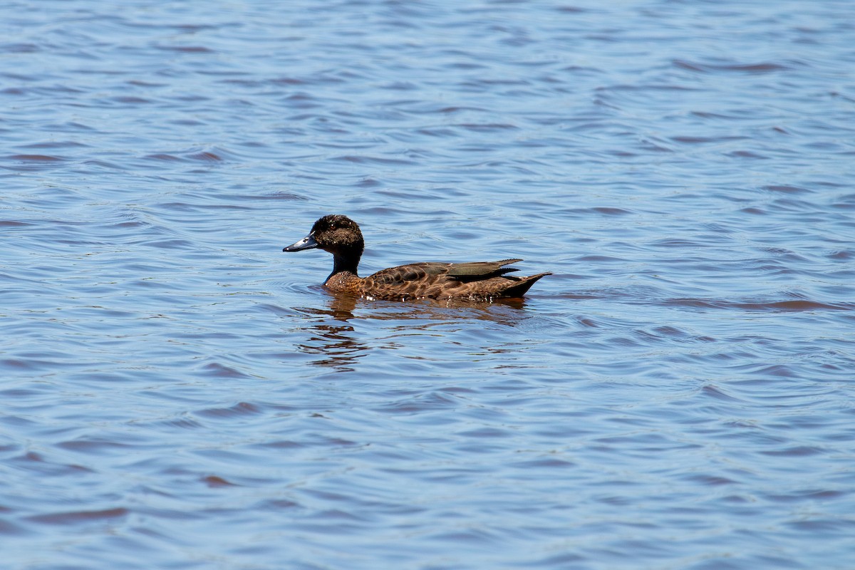 Chestnut Teal - ML647637754