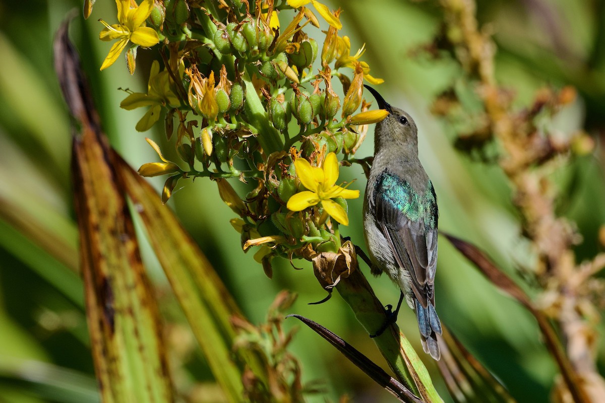 Southern Double-collared Sunbird - ML647637790