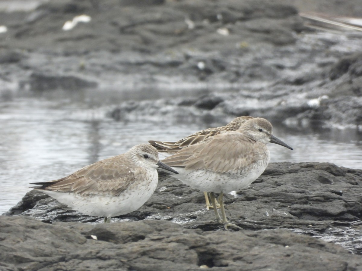 jespák rezavý - ML647637806