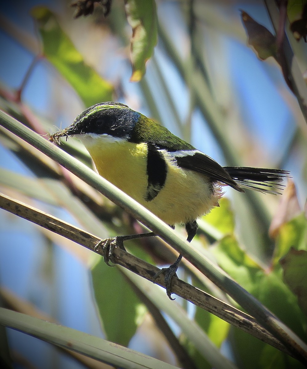 Many-colored Rush Tyrant - ML647637814