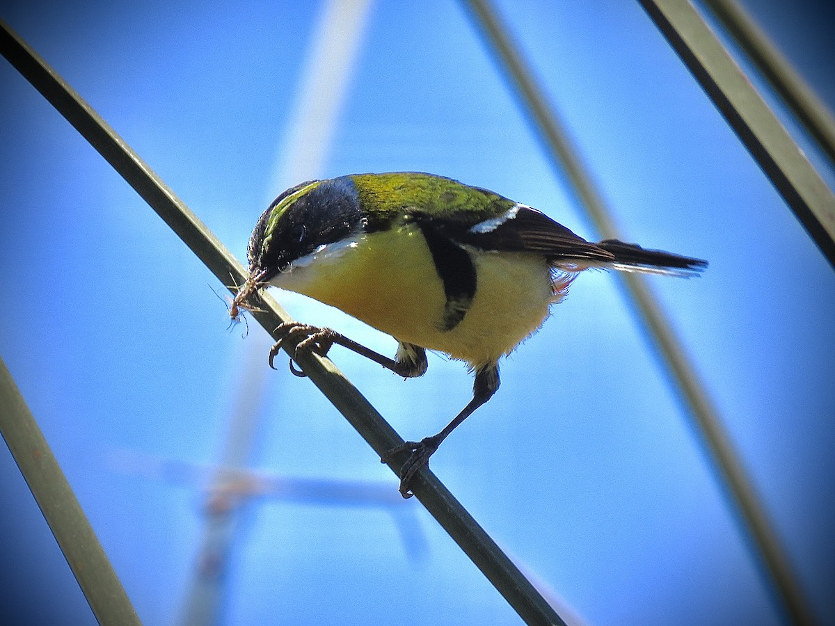 Many-colored Rush Tyrant - ML647637815