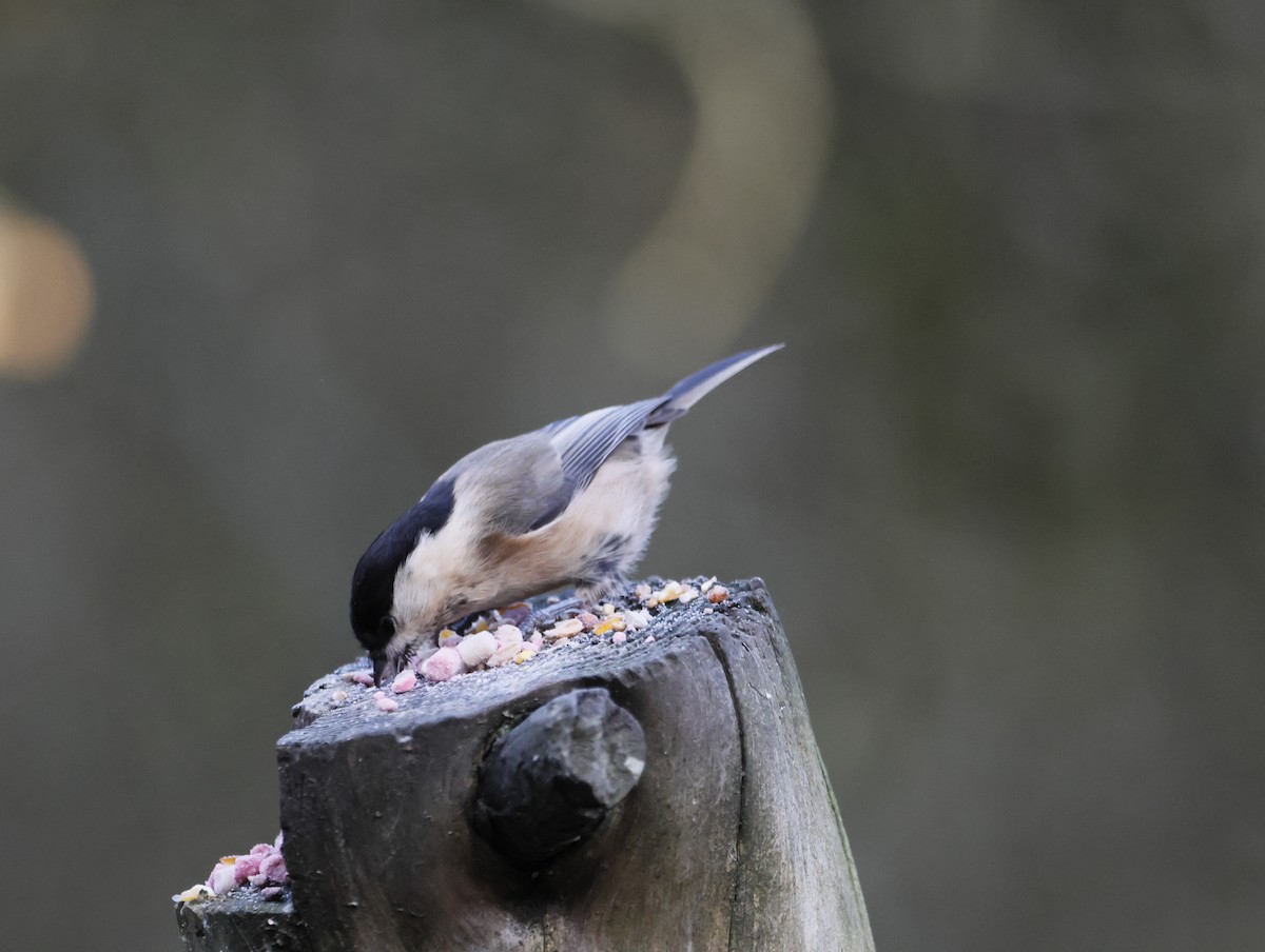 Пухляк - ML647637821