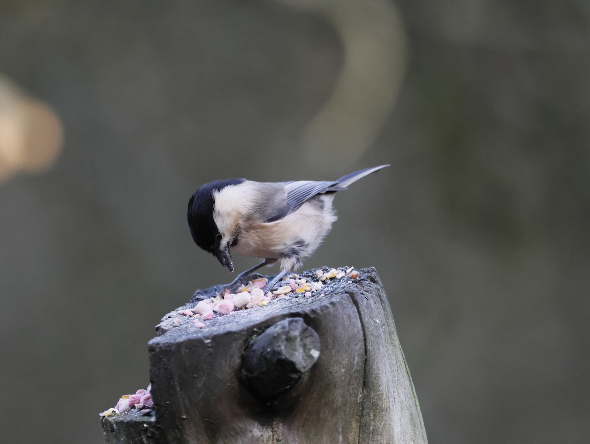 Пухляк - ML647637822