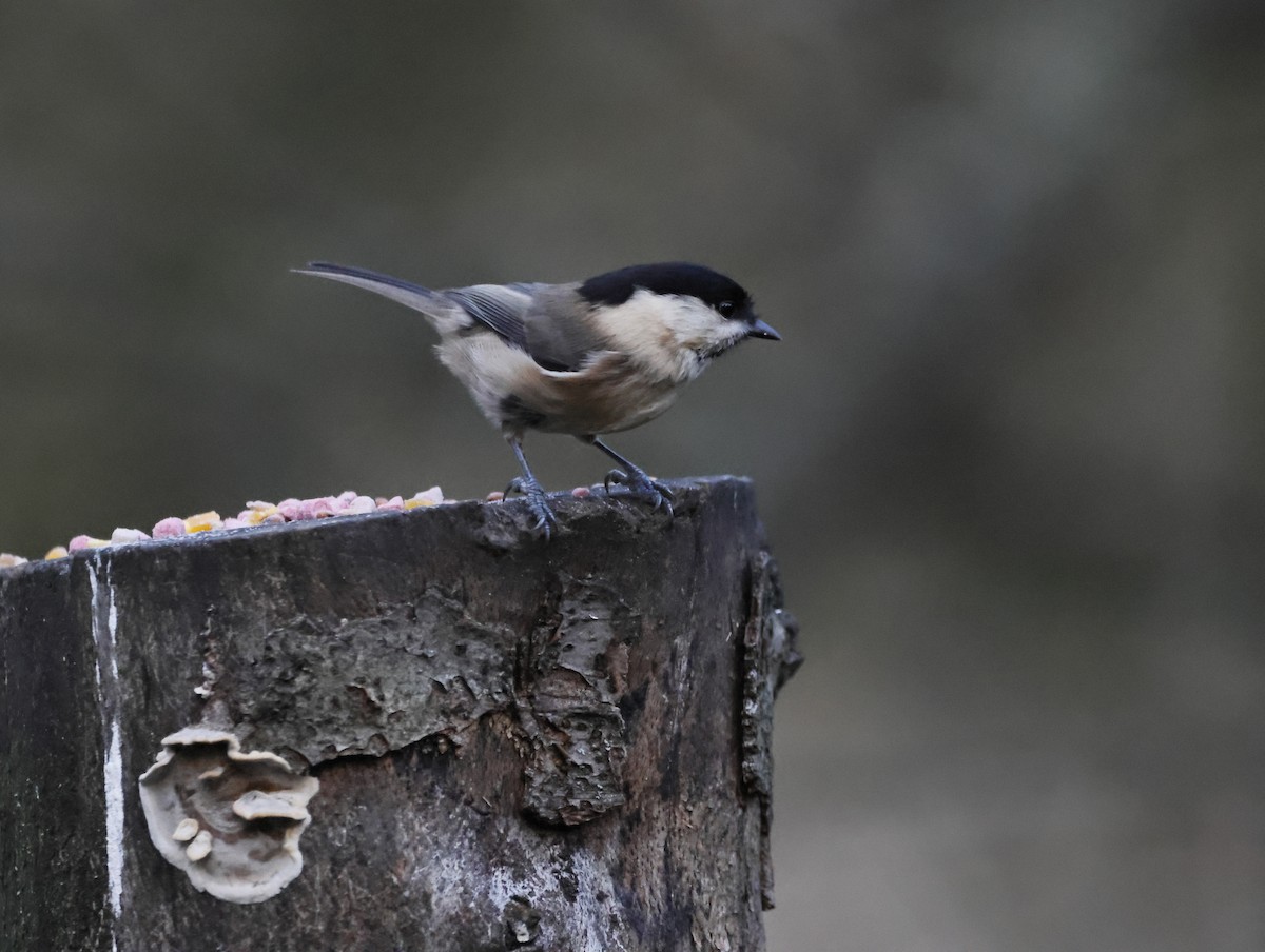 Пухляк - ML647637823