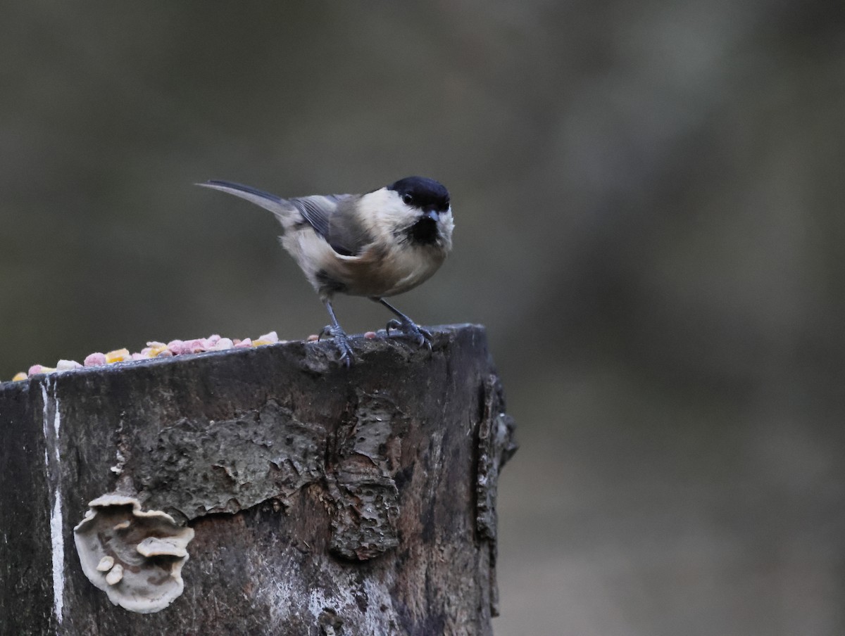 Пухляк - ML647637824