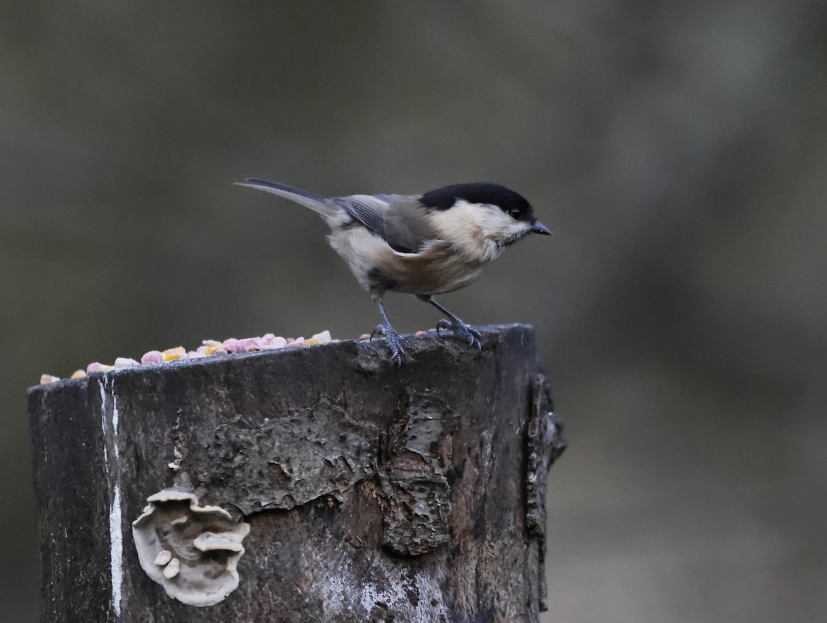 Пухляк - ML647637825