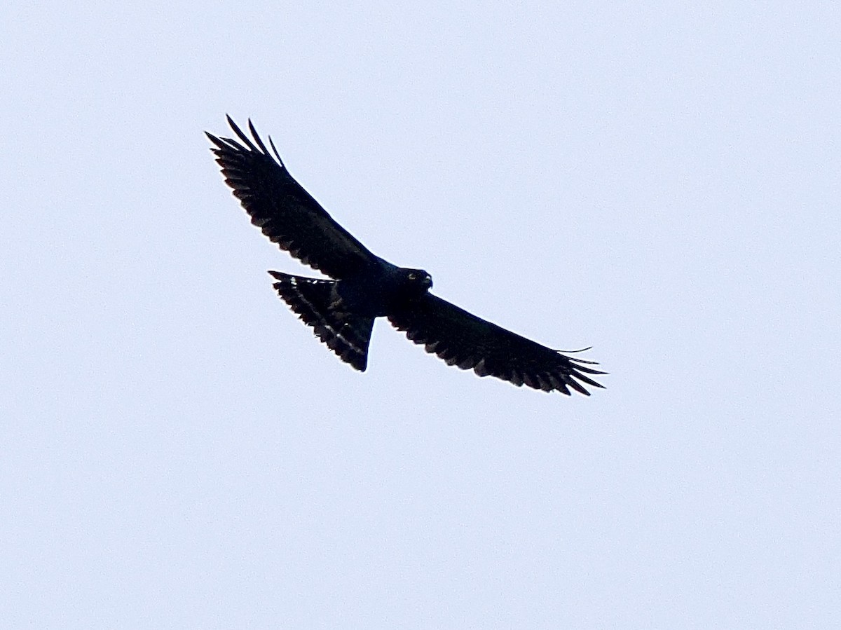 Weißbürzelbussard - ML647637849