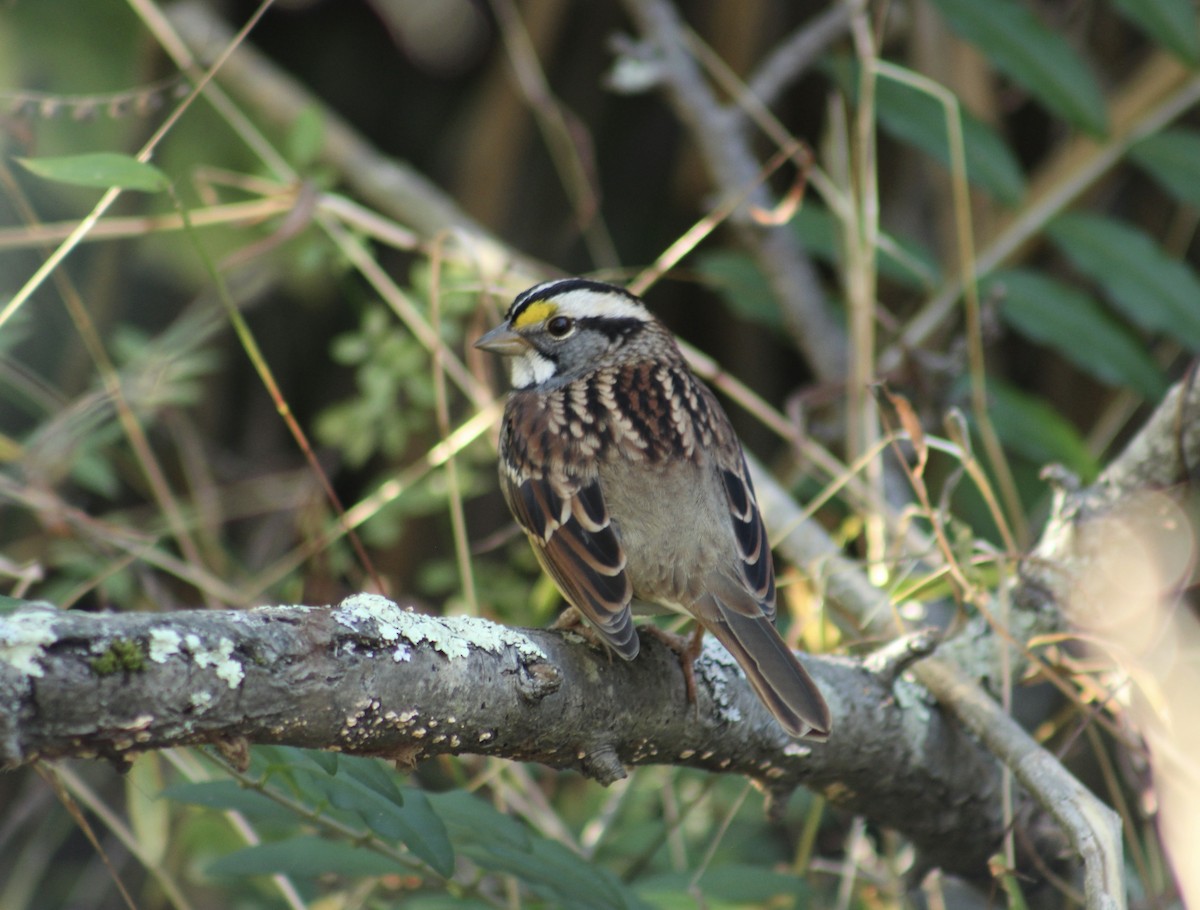 White-throated Sparrow - ML647637858