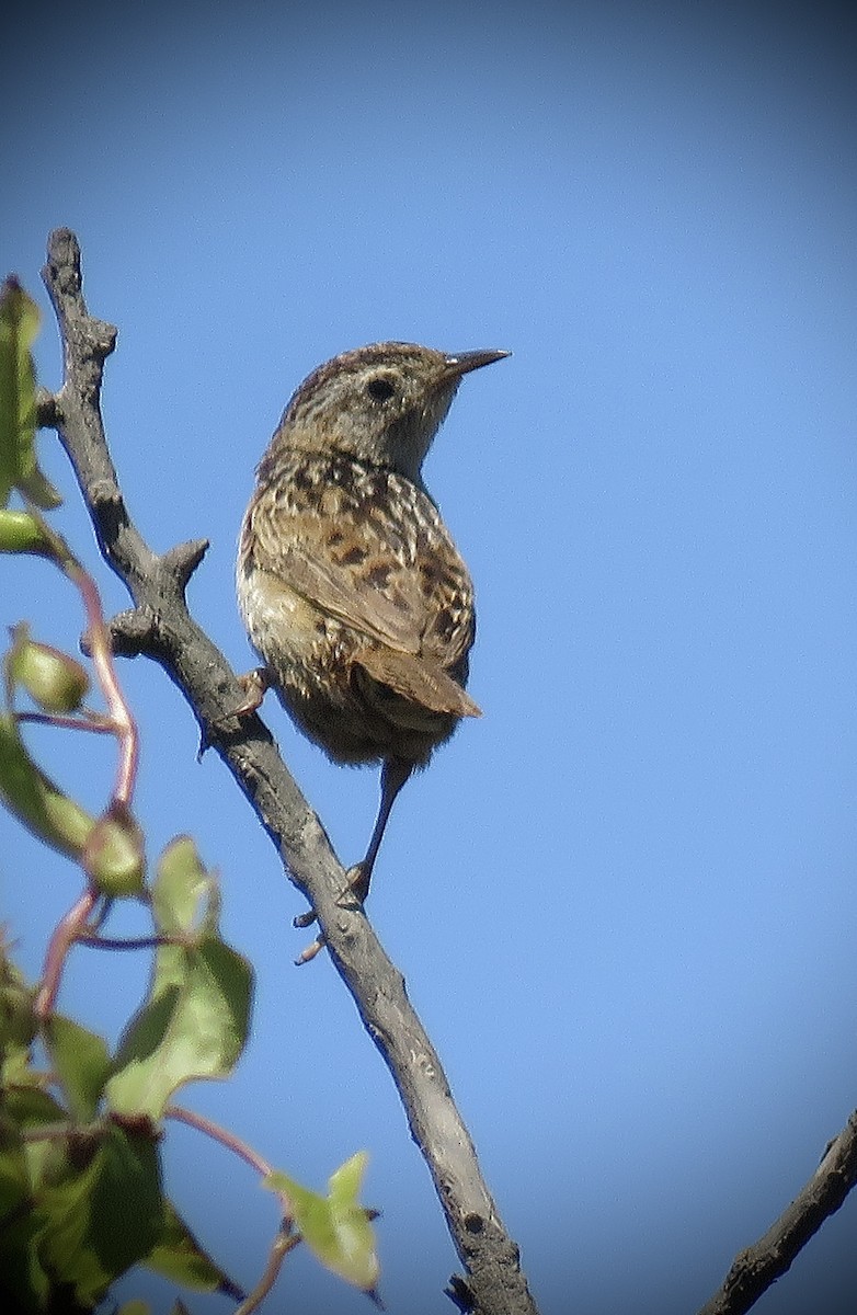 Grass Wren - ML647637866