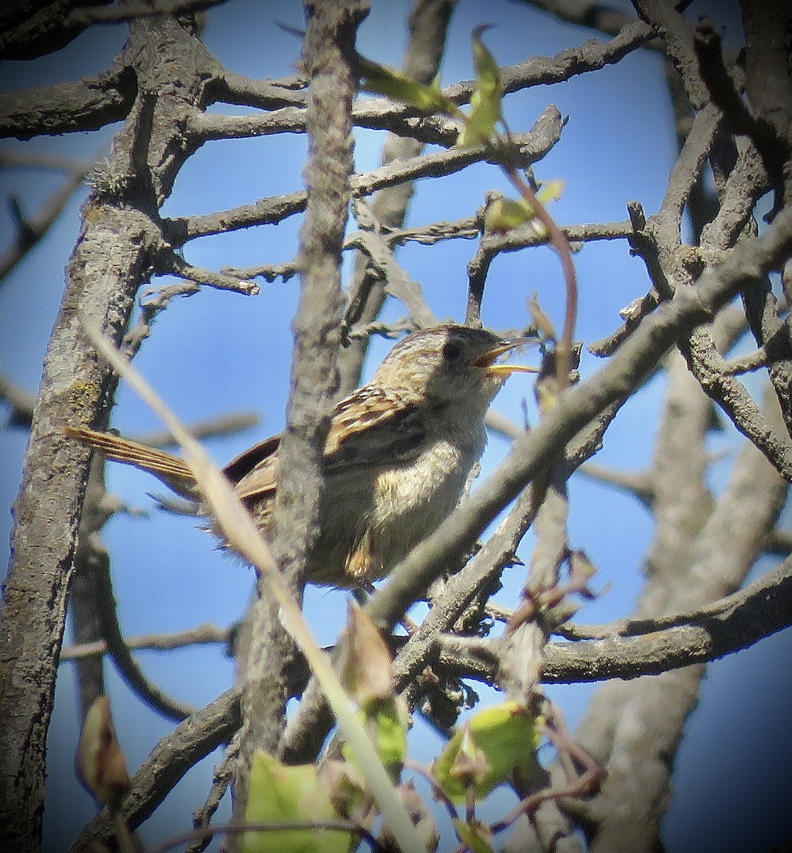 Grass Wren - ML647637867