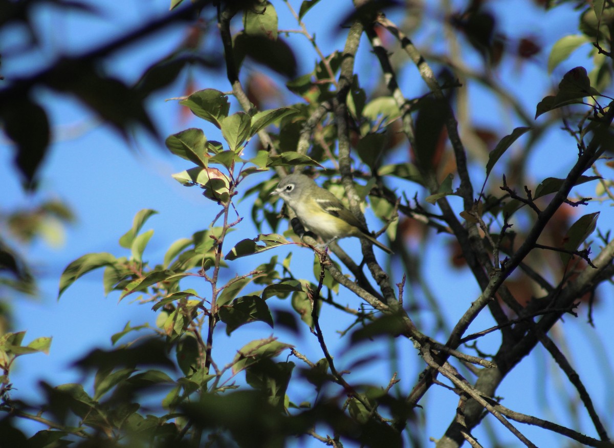 Blue-headed Vireo - ML647637873