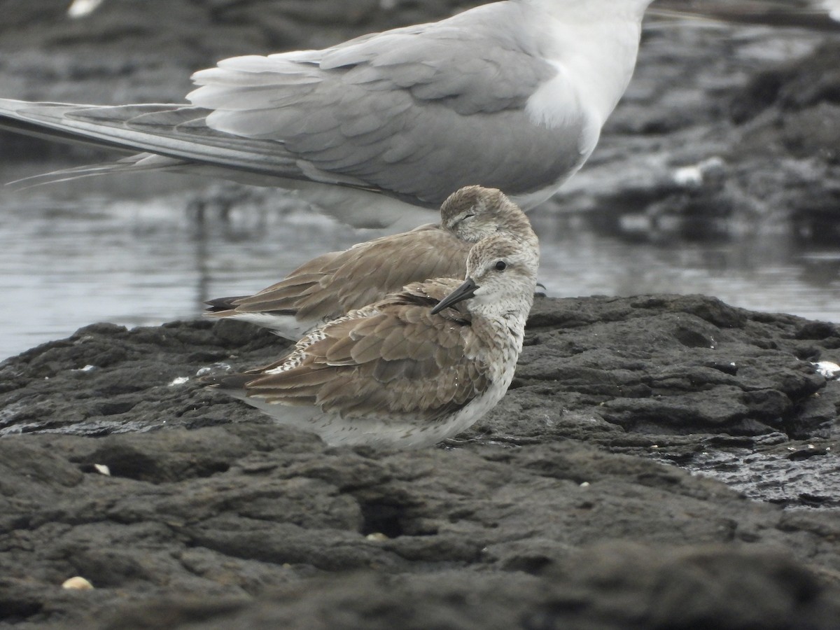 jespák rezavý - ML647637896