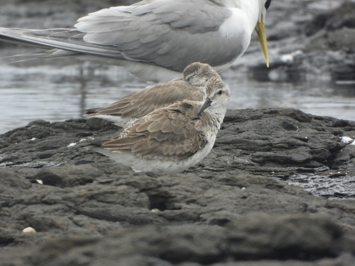 jespák rezavý - ML647637910