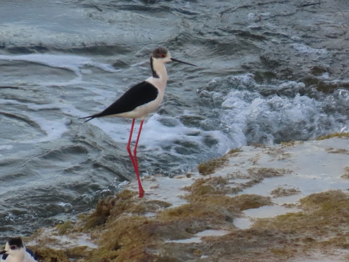 高蹺鴴 - ML647637914