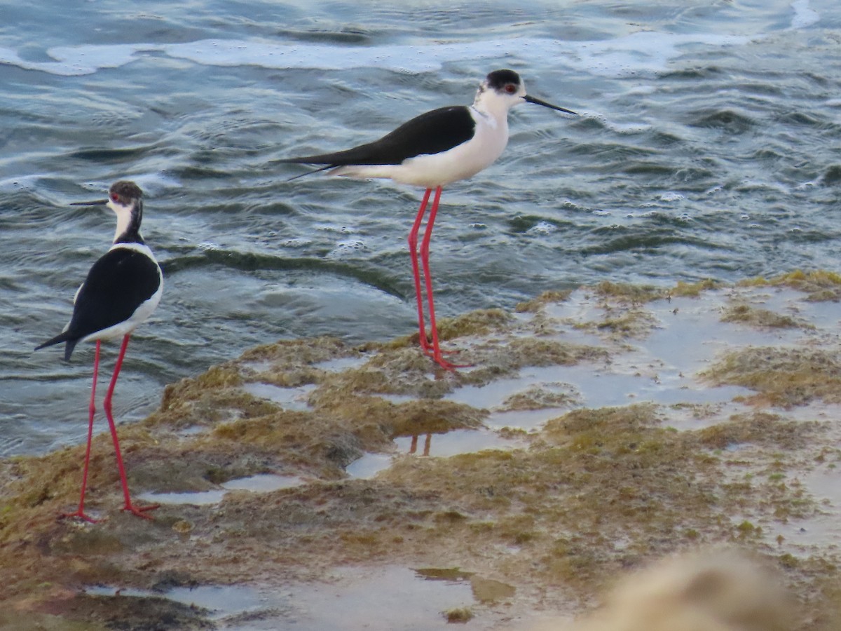 高蹺鴴 - ML647637915