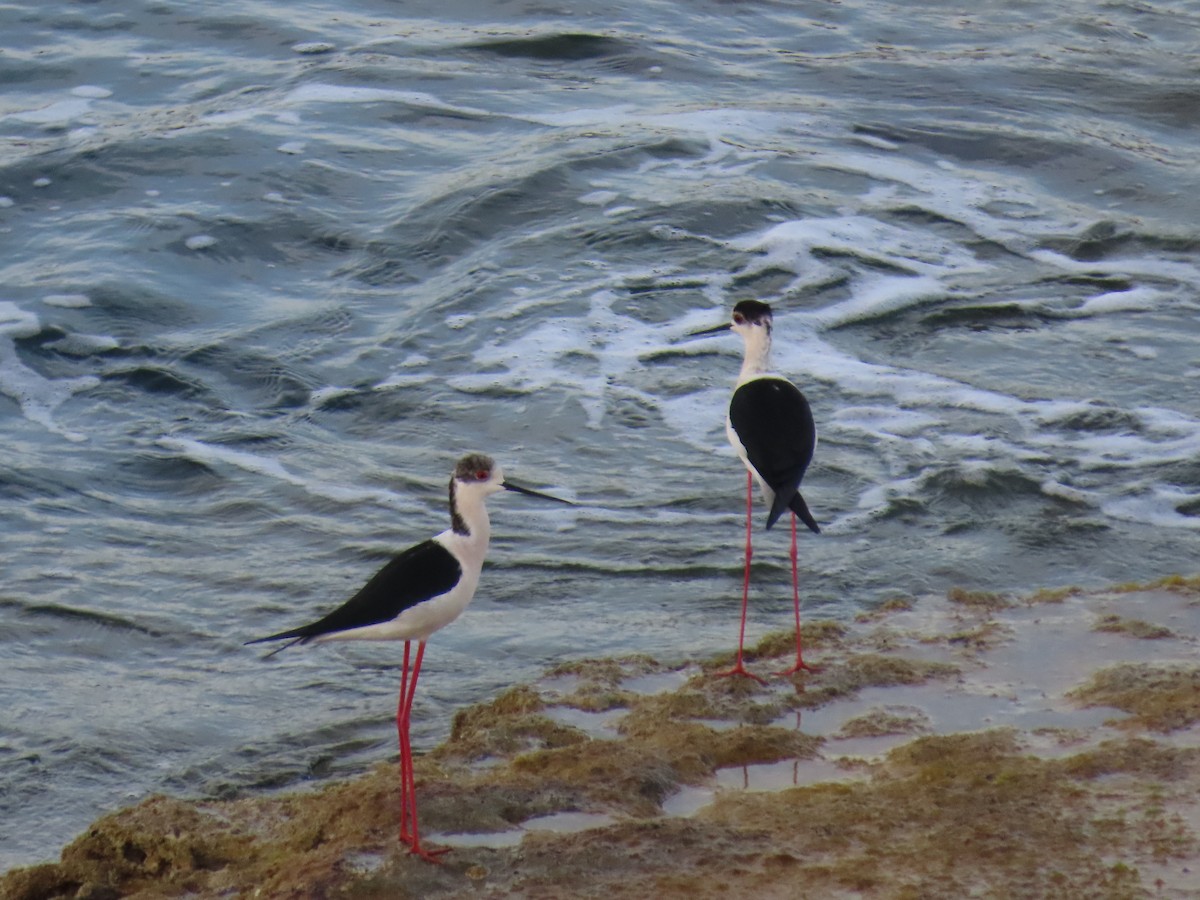 高蹺鴴 - ML647637916