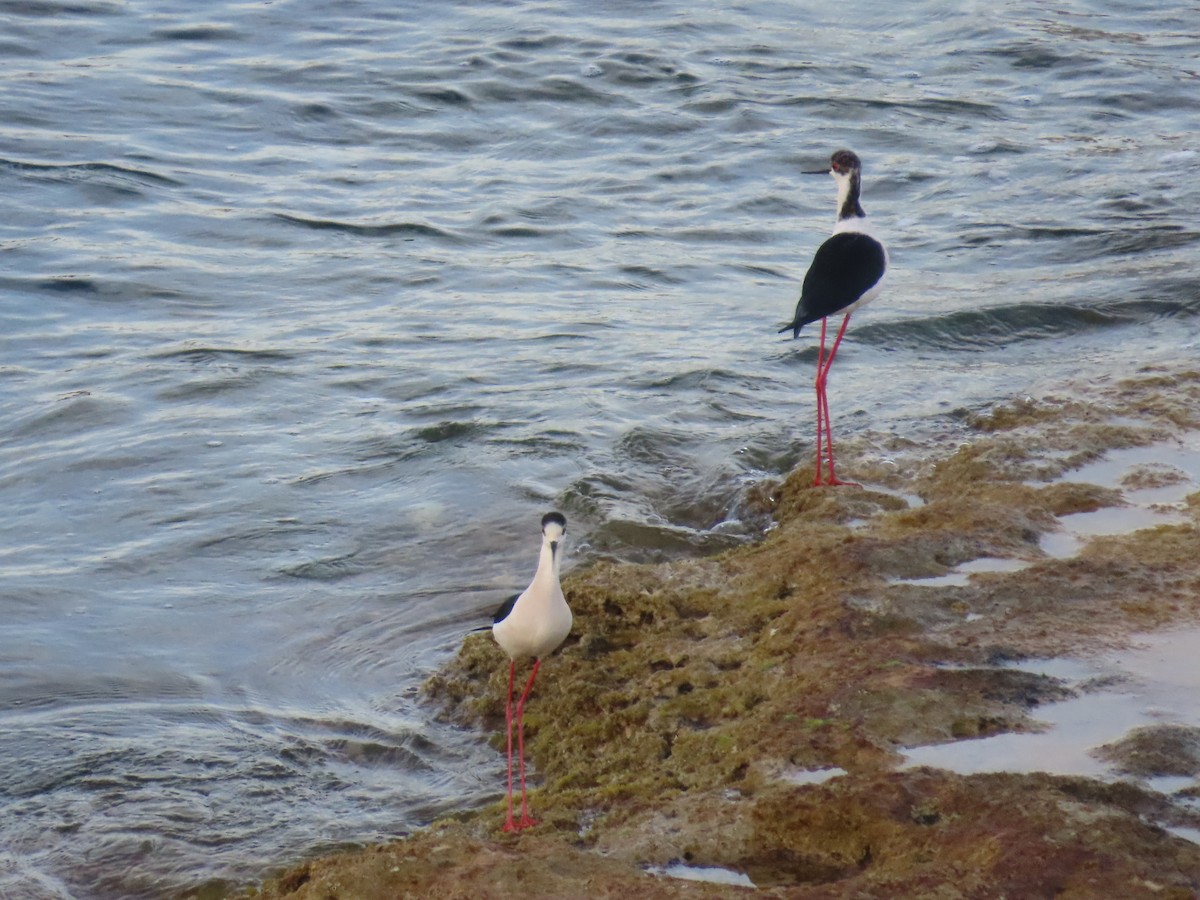 高蹺鴴 - ML647637918