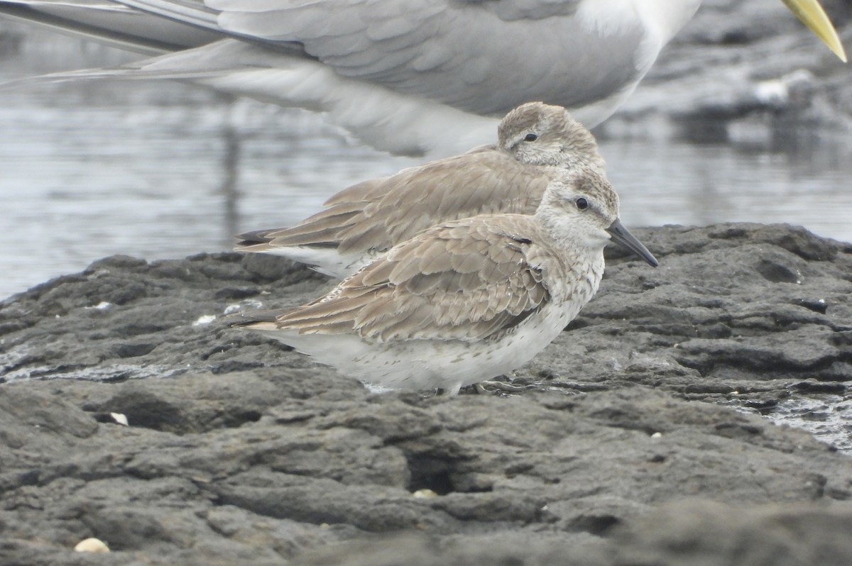 jespák rezavý - ML647637941