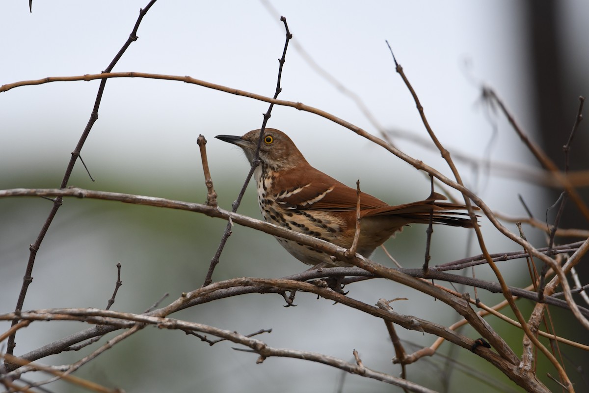 Cuitlacoche Rojizo - ML647637979