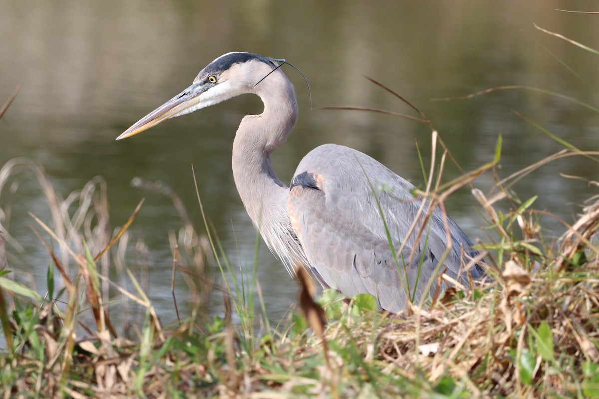 Great Blue Heron - ML647637997